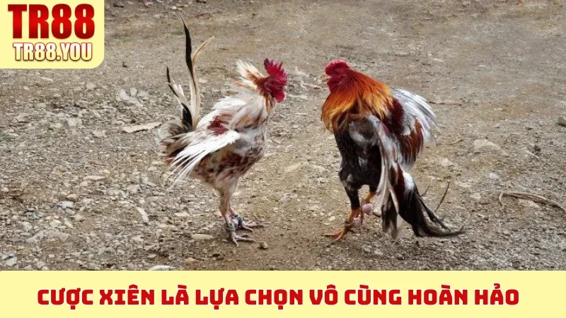 Cược xiên là lựa chọn vô cùng hoàn hảo