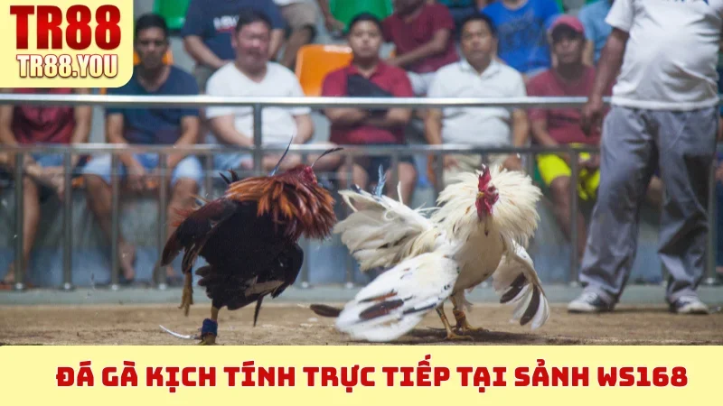 Đá Gà kịch tính trực tiếp tại sảnh WS168