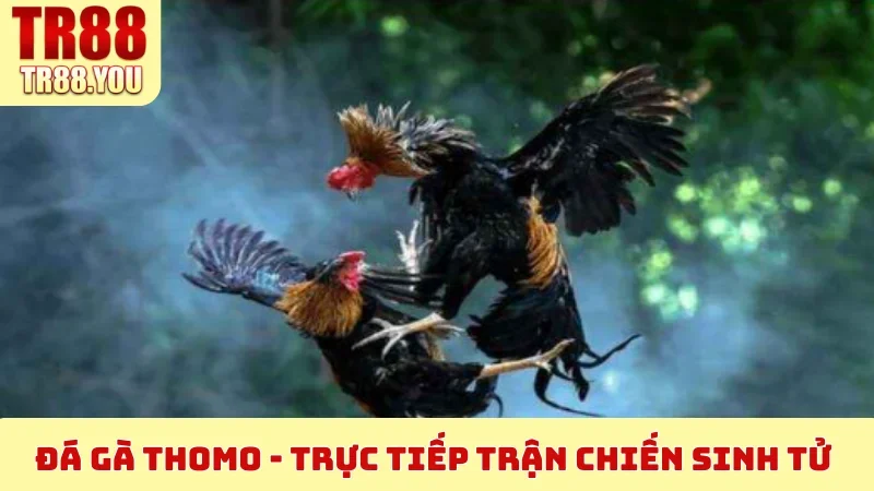 Đá Gà Thomo
