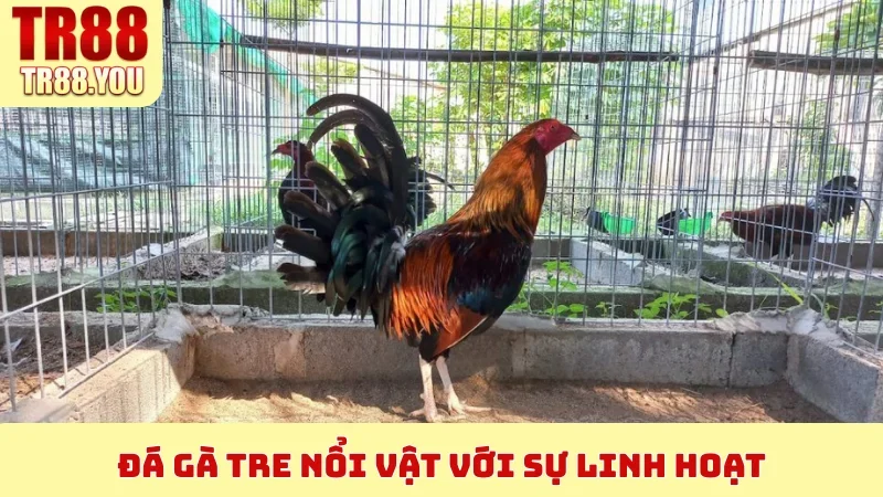 Đá Gà Tre nổi vật với sự linh hoạt