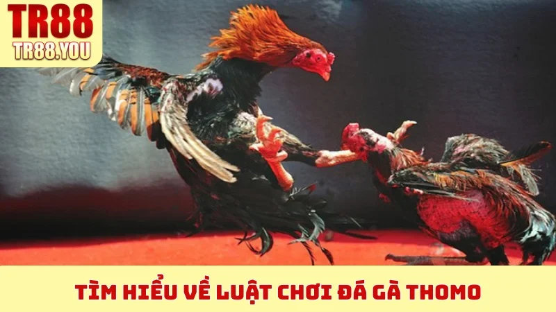Tìm hiểu về luật chơi Đá Gà Thomo